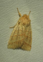 Pyreferra citrombra