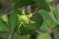 Sonneratia alba