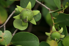 Sonneratia alba