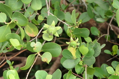 Sonneratia alba