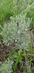 Artemisia tripartita