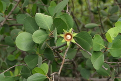 Sonneratia alba