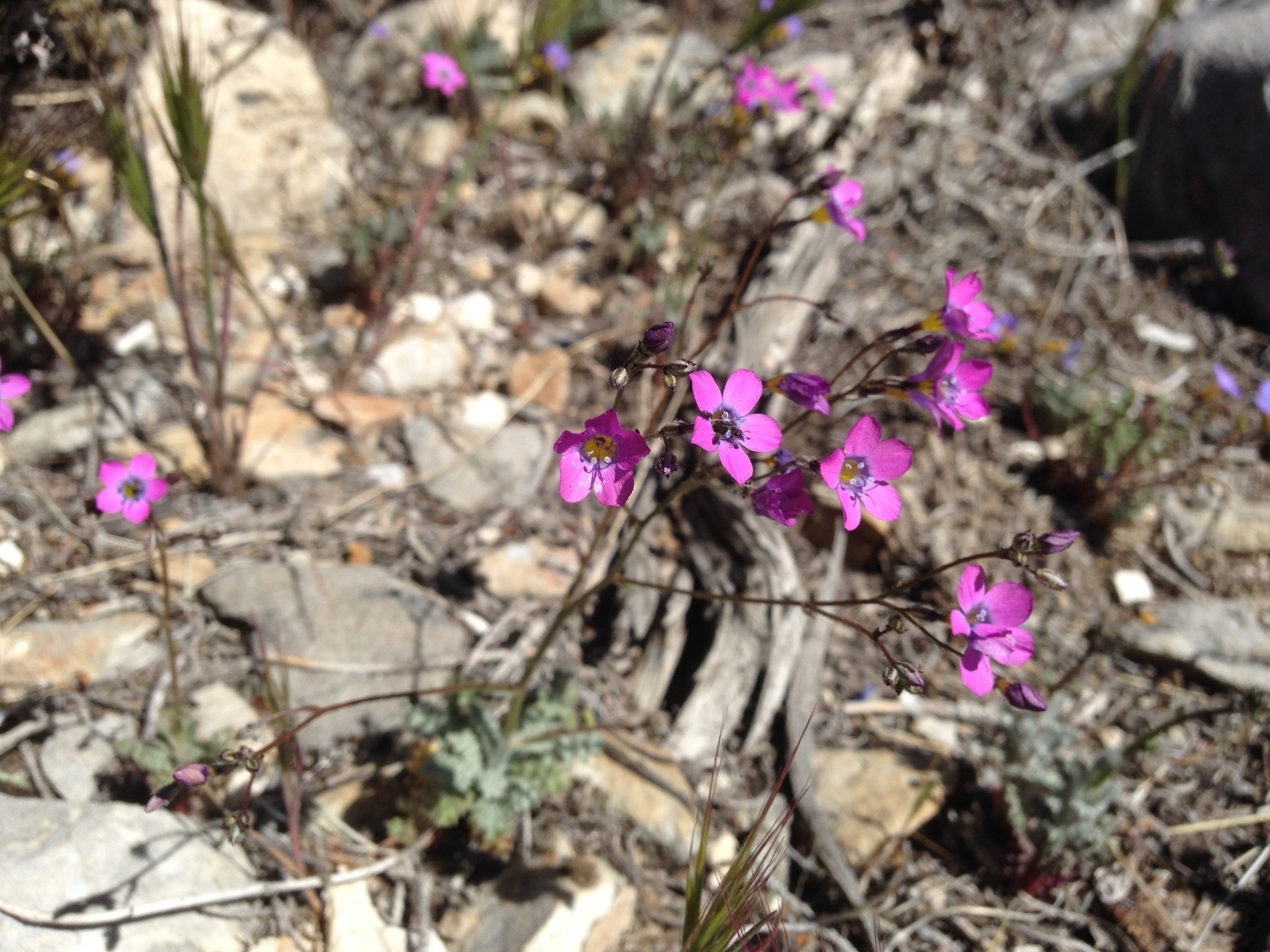 Gilia cana ssp. bernardina