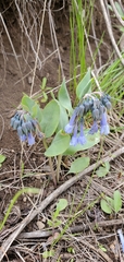 Mertensia longiflora