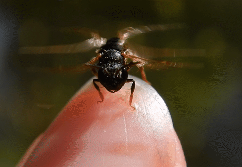 Mining Bees photographed in West Virginia
