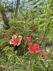 Caesalpinia pulcherrima