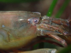 Betaeus longidactylus