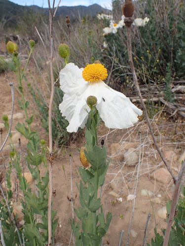 Image of Romneya trichocalyx by (c) George Williams, some rights reserved (CC BY)