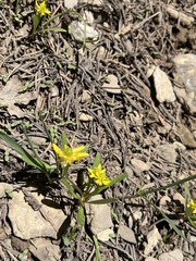 Ranunculus glaberrimus