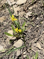 Ranunculus glaberrimus
