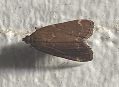 Hypsopygia intermedialis