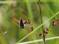 Ephyriades brunnea floridensis