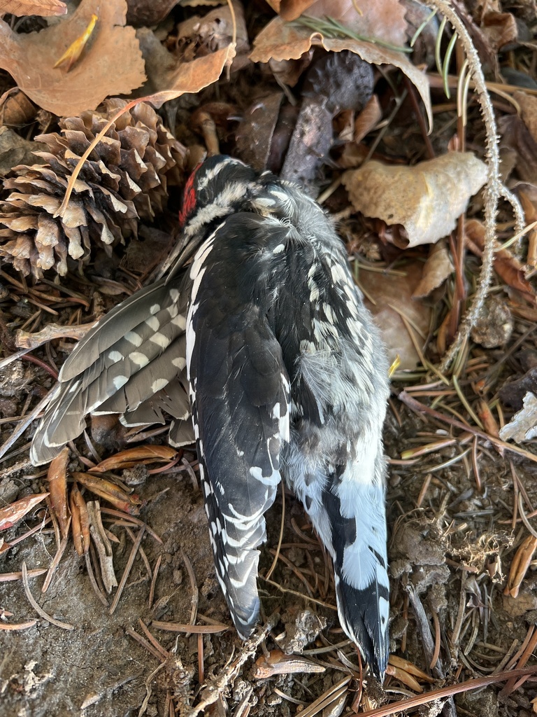 Sphyrapicus nuchalis from E Center St, Logan, UT, US on 2022년 05월 15일 (일) at 08:05 오후 by Genevieve G. Mount... 