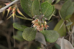 Aegiceras corniculatum