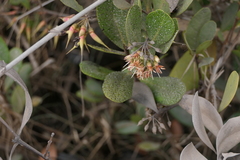 Aegiceras corniculatum