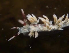 Cuthona hamanni