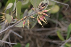 Aegiceras corniculatum
