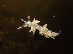 Cuthona hamanni