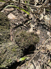 Fontinalis welchiana