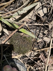 Fontinalis welchiana