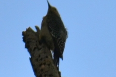 Melanerpes aurifrons