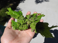 Macrodiplosis niveipila
