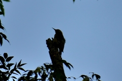 Melanerpes aurifrons