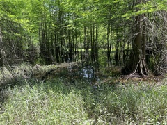 Fontinalis welchiana