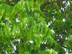 Celtis occidentalis