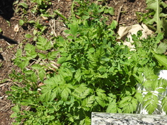 Conium maculatum