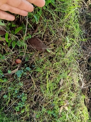 Poa matthewsii
