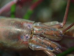 Betaeus longidactylus