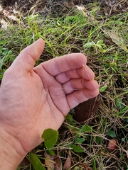 Poa matthewsii