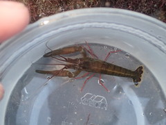 Betaeus longidactylus