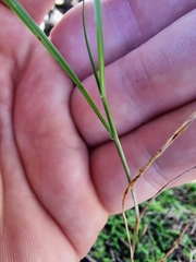 Poa matthewsii