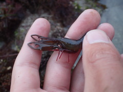 Betaeus longidactylus