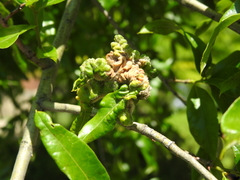 Macrodiplosis niveipila
