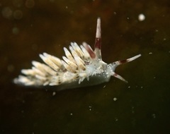 Cuthona hamanni