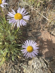Erigeron filifolius