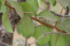 Flacourtia indica