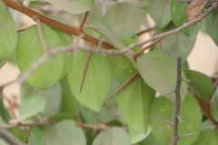 Flacourtia indica