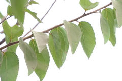 Flacourtia indica