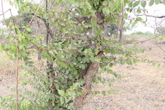 Flacourtia indica