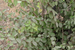 Flacourtia indica