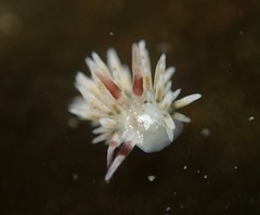 Cuthona hamanni