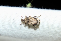 Listroderes apicalis