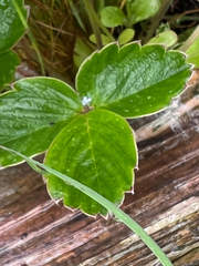 Fragaria chiloensis pacifica