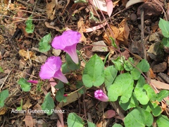 Ipomoea orizabensis novogaliciana