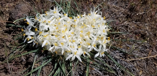 common starlily