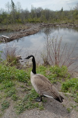 Branta canadensis